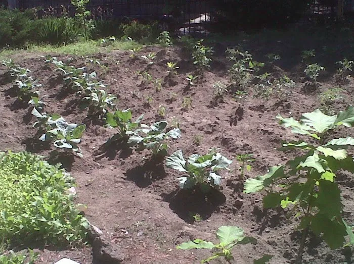 William A. Harris Garden Picture 6