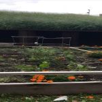 Urban Gardens at City College
