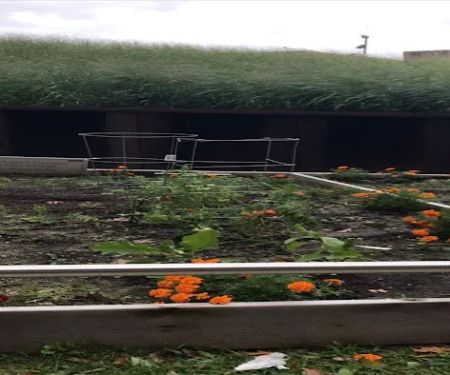 Urban Gardens at City College