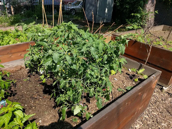 Rogers/Tilden/Veronica Place Garden Picture 3