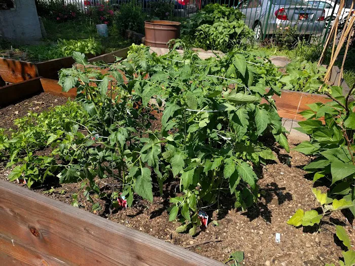 Rogers/Tilden/Veronica Place Garden Picture 7