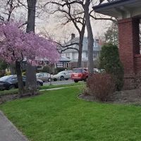Ditmas Park ico