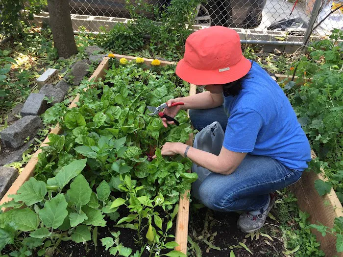Newkirk Community Garden Picture 2