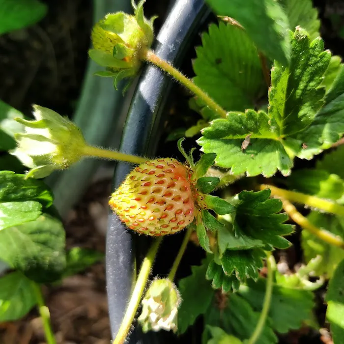 Q Gardens Community Farm Picture 2