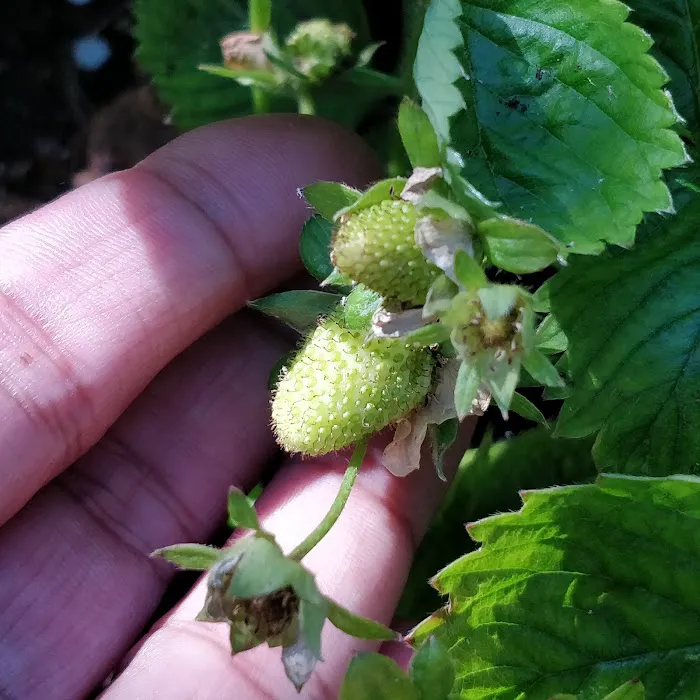 Q Gardens Community Farm Picture 7