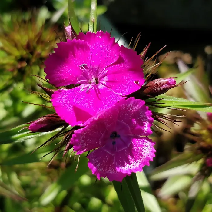 Q Gardens Community Farm Picture 6