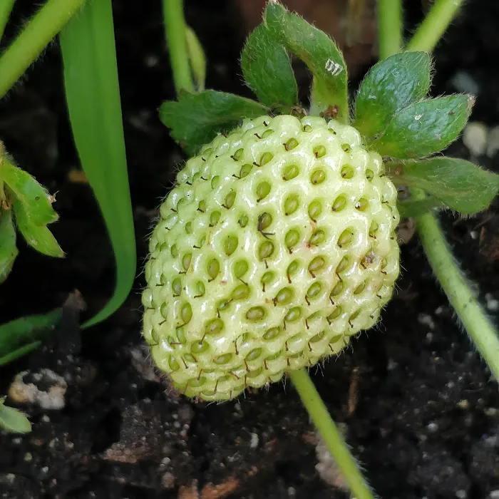Q Gardens Community Farm Picture 4