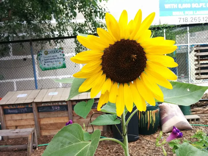 Q Gardens Community Farm Picture 9