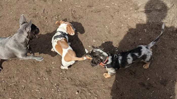 McCarren Park Dog Run Picture 1