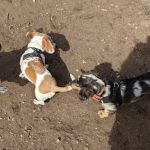 McCarren Park Dog Run