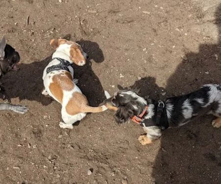 McCarren Park Dog Run