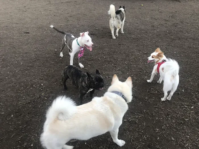 McCarren Park Dog Run Picture 6