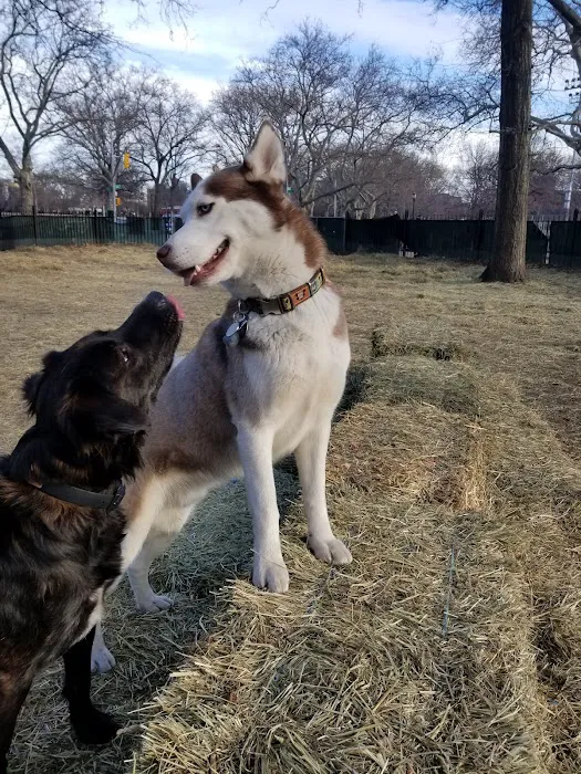 McCarren Park Dog Run Picture 9