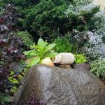 Green Dome Garden