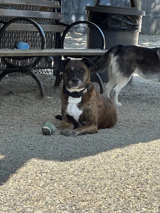 LIC Dog Park Picture 1