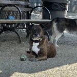 LIC Dog Park