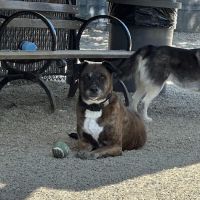 LIC Dog Park ico