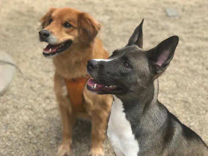 LIC Dog Park Picture 3