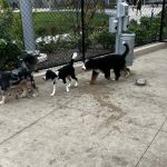 Sven Dog Park