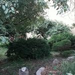 T&T Vernon Block Community Garden
