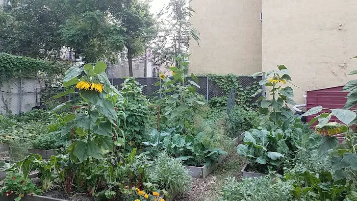 T&T Vernon Block Community Garden Picture 4