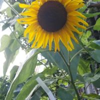 Hattie Carthan Herban Farm ico