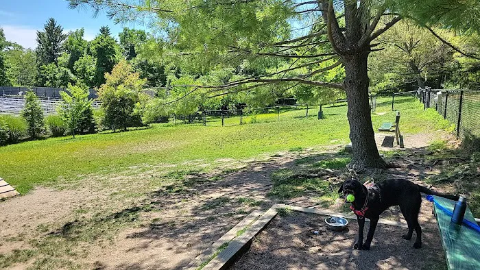 Grass Island Dog Park Picture 6