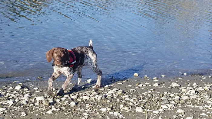 Grass Island Dog Park Picture 8