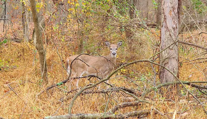 Demarest Nature Center Picture 4