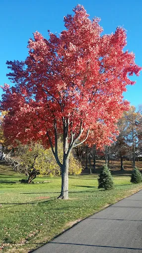 Milton A. Votee Park Picture 2