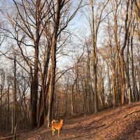 Trailhead for the Rockleigh Woods/Lamont Reserve trails ico