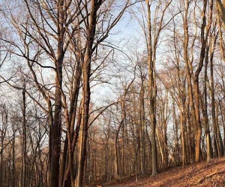 Trailhead for the Rockleigh Woods/Lamont Reserve trails