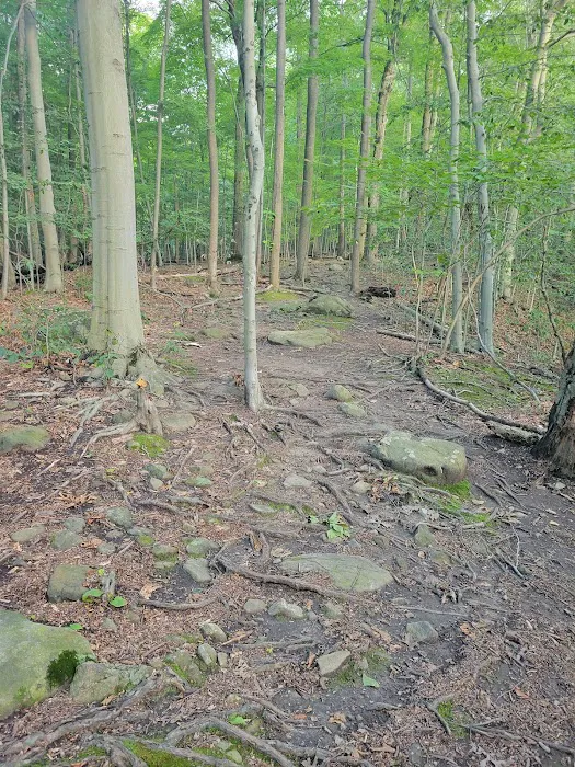 Trailhead for the Rockleigh Woods/Lamont Reserve trails Picture 8