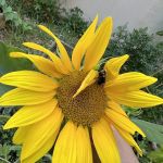 West 123rd Street Community Garden