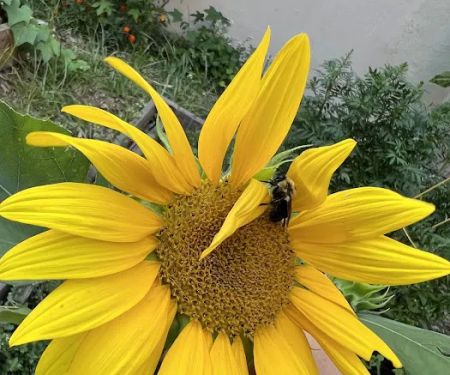 West 123rd Street Community Garden
