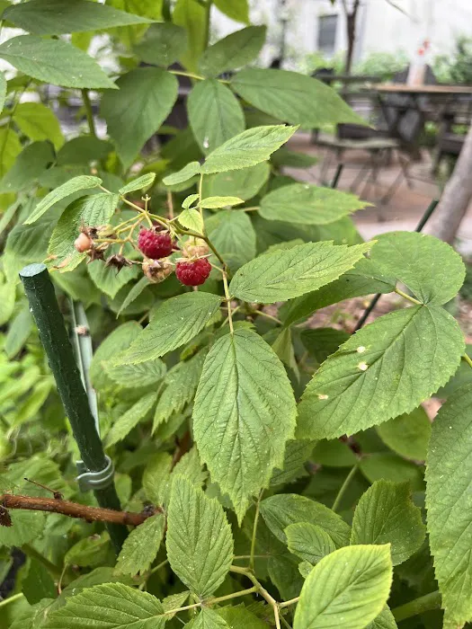 West 123rd Street Community Garden Picture 6