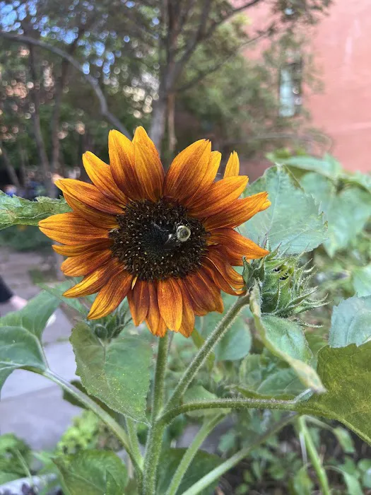 West 123rd Street Community Garden Picture 5