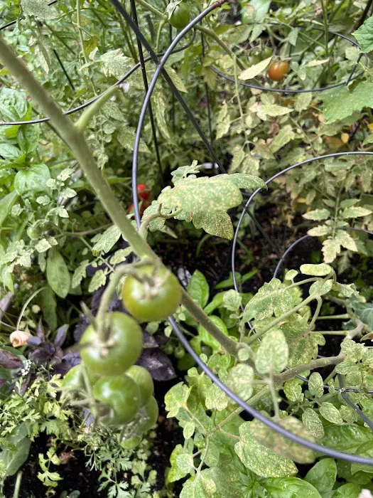 West 123rd Street Community Garden Picture 10