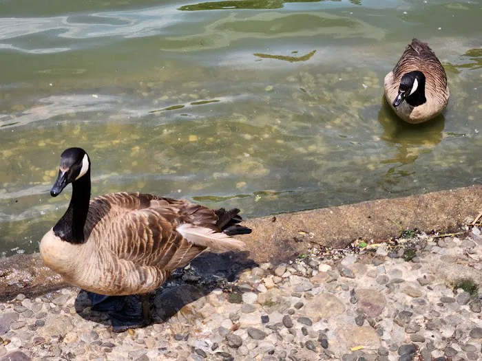Harlem Meer Picture 7