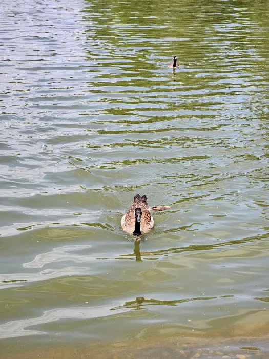 Harlem Meer Picture 10