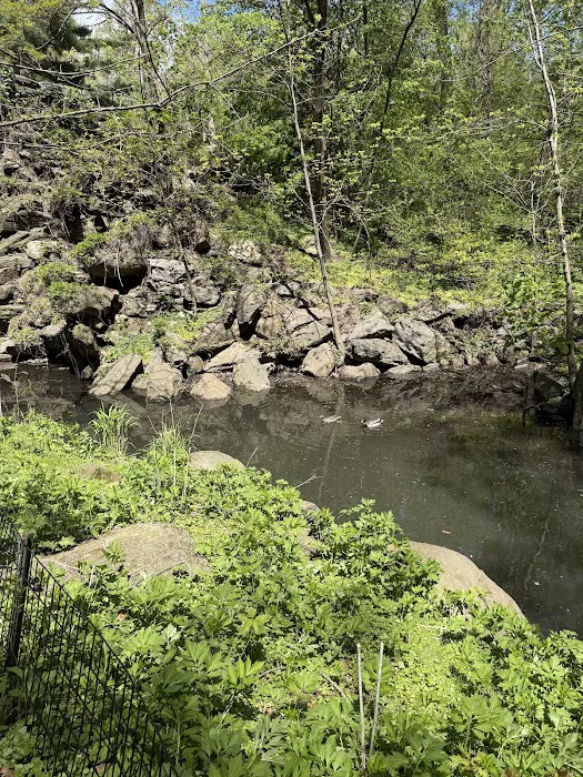 North Woods Picture 2