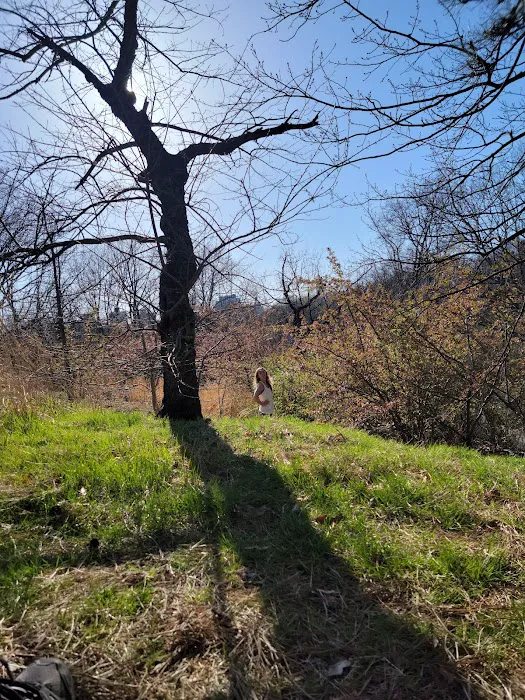 North Woods Picture 6