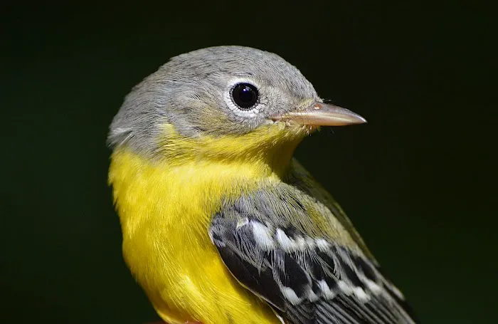 Birding Bob Picture 3