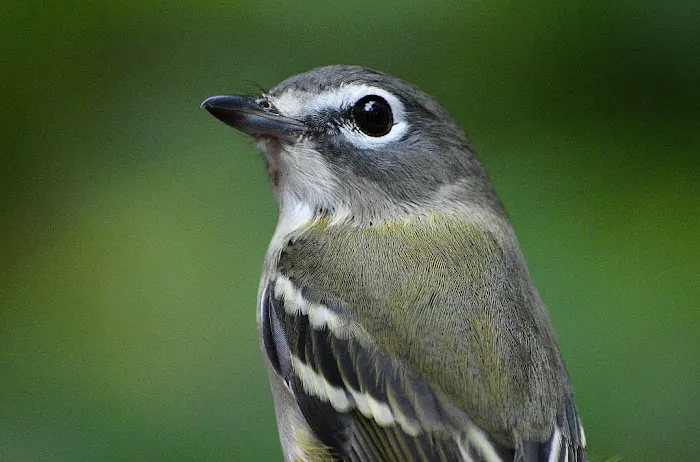 Birding Bob Picture 7