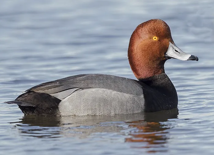 Birding Bob Picture 4