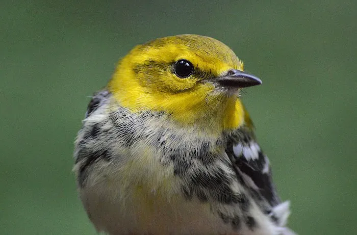 Birding Bob Picture 2