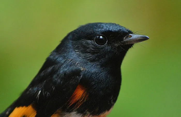 Birding Bob Picture 9