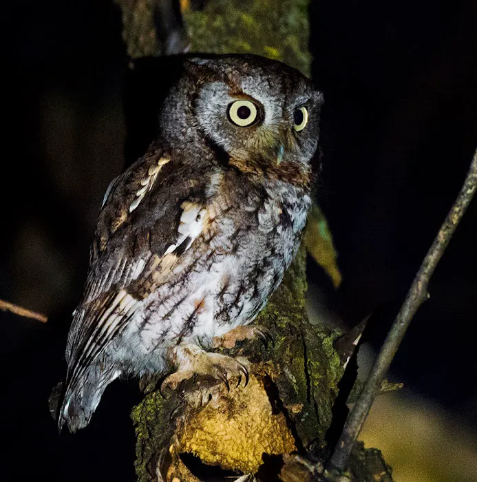 Birding Bob Picture 8