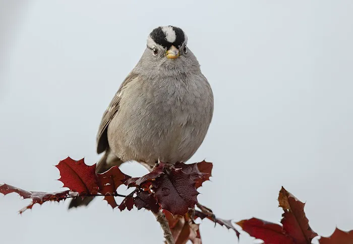 Birding Bob Picture 1