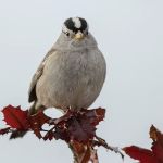 Birding Bob